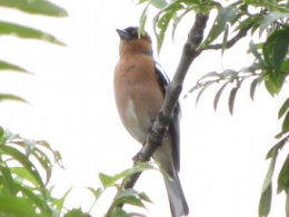 oiseaux, pinson, 