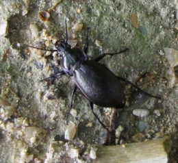 insectes, entomologie, carabe, 