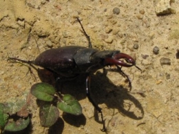 insectes, lucane,