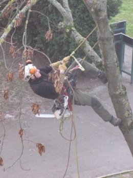 110120 Branches.jpg