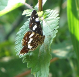papillons