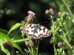 papillons
