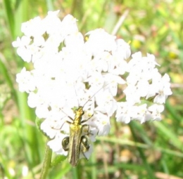 insectes, coléoptères, 