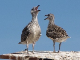 100711 Goélands oisillons 0813.jpg