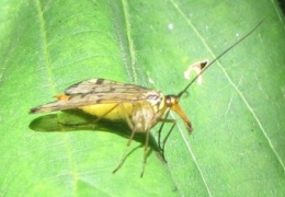 100904 Mouche-scorpion 1287b.jpg