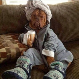 141017 No comment Le chien.jpg