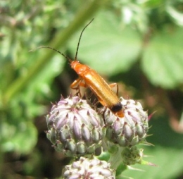 100808 Rhagonycha fulva 0958 (1b).jpg