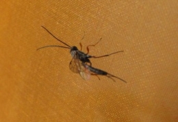 rhysse, insectes, 