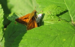 papillons