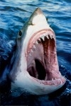 Requin.jpg