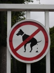 Chien.JPG