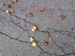 automne, marrons, 