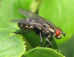 100803 Mouche à damier Carnaria (5).jpg
