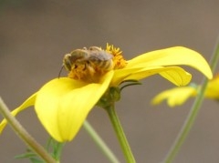 Syrphe 0163.jpg