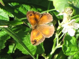 papillons