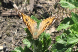 papillons