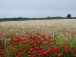 100612 Coquelicots.JPG
