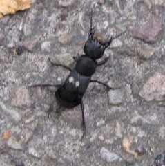 Staphylin noir b(6).jpg