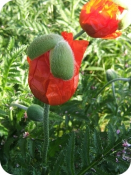 DSCF8445-r.JPG