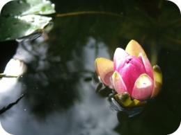 DSCF9001-r.JPG