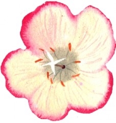 aujardinIllustration_16.jpg