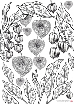 Coloriage Physalis.jpg