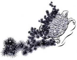 Bruno Tortue.jpg