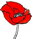 Coquelicot 4.jpg