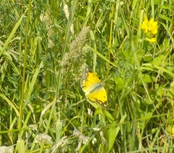 Souci, Colias crocea