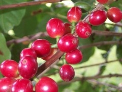 cafe2.jpg