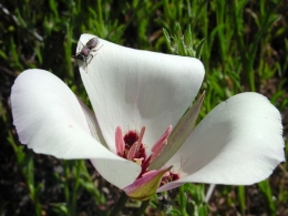 cuba,maripossa,symbole,fleur,papillon blanc