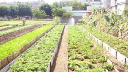 cuba-agriculture-b8699.jpg