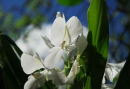 cuba,maripossa,symbole,fleur,papillon blanc