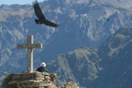 condor-canyon-colca.jpg