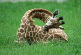 GIRAFE 2.jpg
