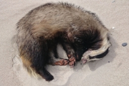 pologne,saoule comme une polonaise,blairelle,wanda,bière