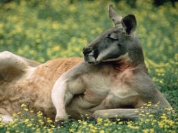 kangaroo.jpg