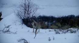 Marche avec les loups.jpg
