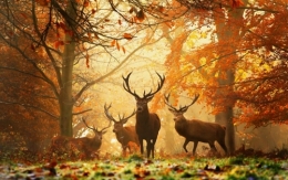automne2.jpg