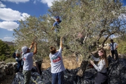 palestin oliviers.jpg