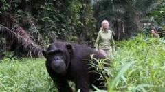 chimpanze.jpg