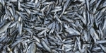 poissons.jpg