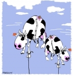 vaches.jpg