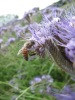abeille.png