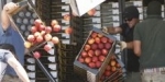 fruits.jpg
