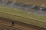 pesticides.jpg