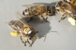 abeilles.jpg