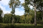forêt.jpg