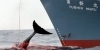 baleine.jpg