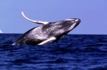 baleine.jpg